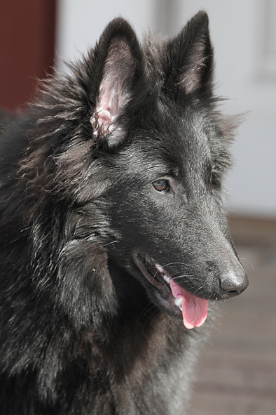 Groenendael female