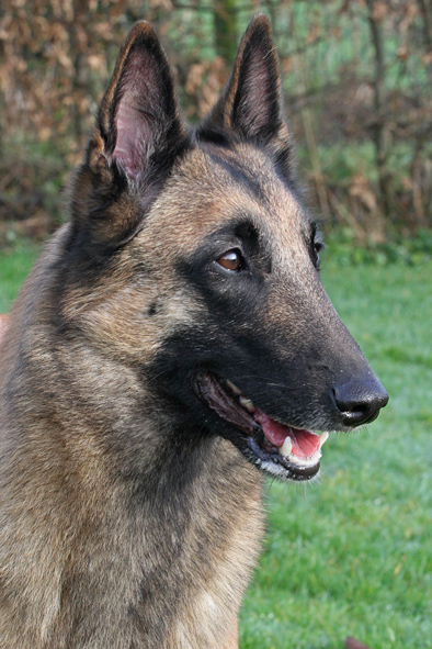 Malinois female