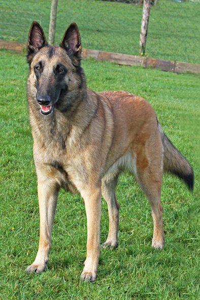 Malinois female