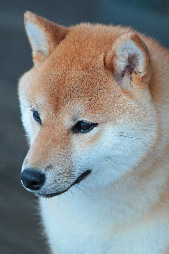 Shiba female head