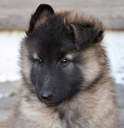 Tervueren puppy