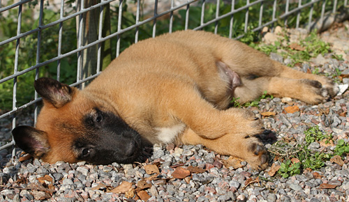 Malinois puppy